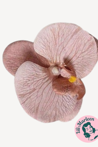 Gigant Orkide Hårclips, caffelatté - med Krokodillespænde